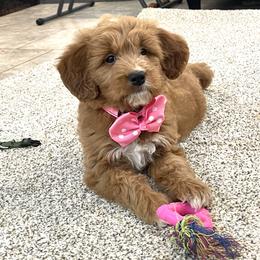 Girl 1 - female Goldendoodle puppy in Sugarcreek, Ohio from True Hearted Doodles