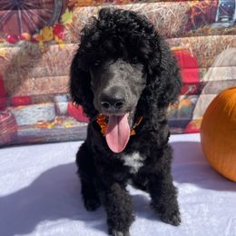 Poodle Puppies from Abbott Standard Poodles