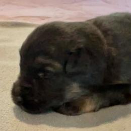 Ghost Princess -4 pink - Black and tan female German Shepherd puppy in Sharon Grove, Kentucky from Julie’s Shepherds