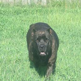 Cane Corso puppies from Motorhead Cane Corso