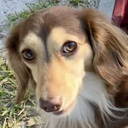 Dachshunds from Habl's VERO BEACH Dachshunds