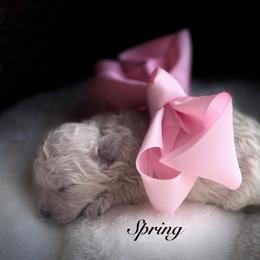 Spring - Cream female Maltipoo puppy in Wendell, North Carolina from Teddys Teddy Bears