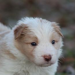 Gold male 2 - Gold male Border Collie puppy in Tylertown, Mississippi from Cool Meadow Farms