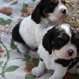 Cavalier King Charles Spaniel Puppies from Critter's Cottage Cavaliers