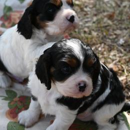 Cavalier King Charles Spaniel Puppies from Critter's Cottage Cavaliers