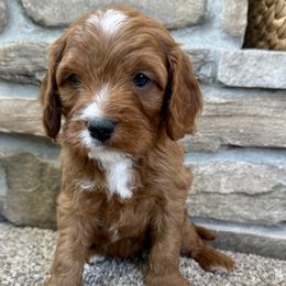 Sir Ivan - Red Cavapoo puppy in Malad City, Idaho from FreckledCowgirlCorgis