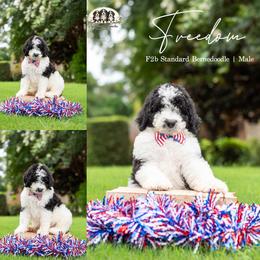 Freedom - Black and white male Bernedoodle puppy in Spartanburg, South Carolina from Southern Magnolia Bernedoodles
