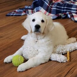 Golden Retriever Puppies from Valley Creek Farm