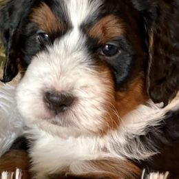 Bernedoodles from Oak Knoll Doodles