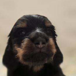 Raven - Black and tan Dachshund puppy in Ethel, Washington from Mickey's Miracle Doxies