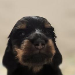 Raven - Black and tan Dachshund puppy in Ethel, Washington from Mickey's Miracle Doxies