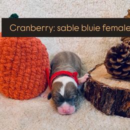 Cranberry - Sable female Pembroke Welsh Corgi puppy in Norman, Oklahoma from Charm Farm Corgis