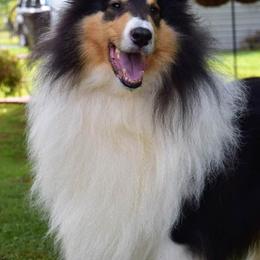 Collies from Nightwind Collies