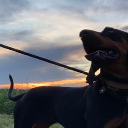 Black and Tan Coonhounds from BT Coonhound