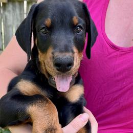Bosco - Black and rust Doberman Pinscher puppy in Wisconsin Rapids, Wisconsin from Vom Feuer Dobermans