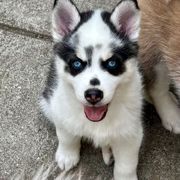 Draco - Black and white male Pomsky puppy in Sacramento, California from 916 Pomskies