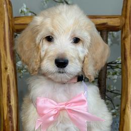 Pearla - Apricot female Goldendoodle puppy in Yuciapa, California from AlltheDoodlez_