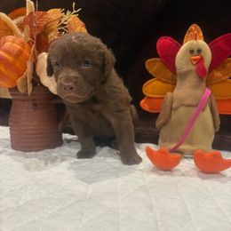 Pink Dot - Brown male Chesapeake Bay Retriever puppy in Wisconsin Dells, Wisconsin from Kilbourn Chesapeakes