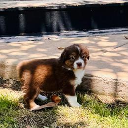 Red Tri girl - Red tri female Toy Australian Shepherd puppy in Oklahoma City, Oklahoma from Faith River Aussies
