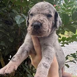 Black collar - Merle male Great Dane puppy in Ider, Alabama from Sand Mountain Danes LLC