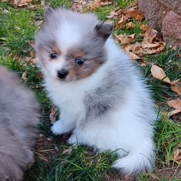 Fancy - Blue parti female Pomeranian puppy in Lochbuie, Colorado from Our Precious Poms