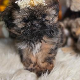 Pepper - Red and tan female Shih Tzu puppy in Center Point, Iowa from Puppies in a Box Shih tzus