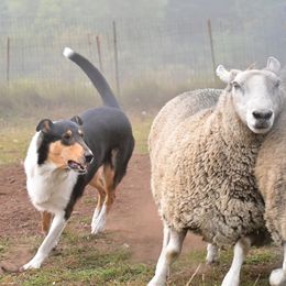 Collies from Tercan Collies