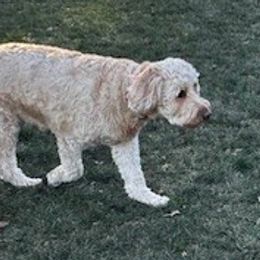 Ivy - Goldendoodle