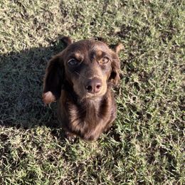 Ima - Dachshund