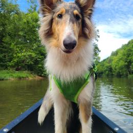 Collie All Grown Up from LeAnne Dobbins