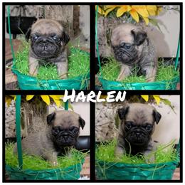 Harlen - Fawn male Pug puppy in Winter Haven, Florida from Lisa's Pugalicious Pugs