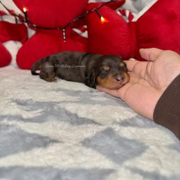 Pepper - Dapple female Dachshund puppy in Ceres, California from Rockin' M’s LilBitty Dachshunds (LBD)