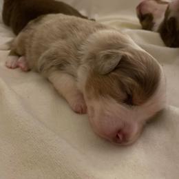 Australian Shepherds from Bruk Aussies