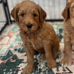 Doc- Orange - Apricot male Goldendoodle puppy in Bay City, Texas from Charming Doods Goldendoodles