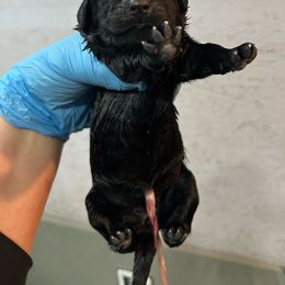 Girl 2 - Black Newfoundland puppy in Tully, New York from Bear Paw Newfoundlands
