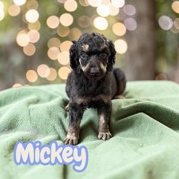 Mickey - Phantom male Poodle puppy in Port Orange, Florida from Daytona’s Standard Poodles