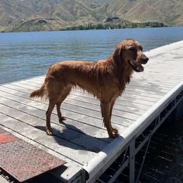 Golden Retriever All Grown Up from Golden Roots Retrievers