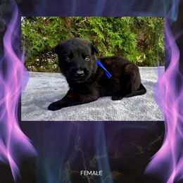 Kindle - Fawn sable female Belgian Malinois puppy in Chino, California from BlueStone K9