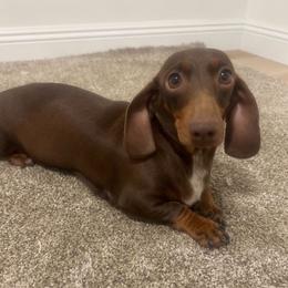 Pretty - Dachshund