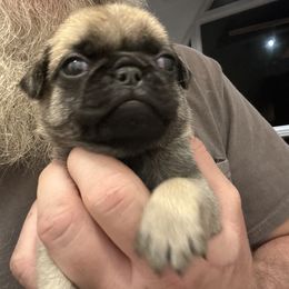 Black Collar - Fawn male Pug puppy in Tallapoosa, Georgia from West Georgia Pugs