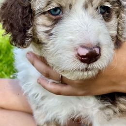 Aussiedoodle Puppies from North Mountain Doodles