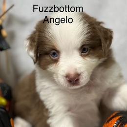 Miniature American Shepherd Puppies from Fuzzbottom Miniature American Shepherd