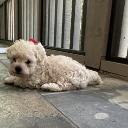 Gus - Champagne male Maltipoo puppy in Birmingham, Alabama from Cuddles and fluff
