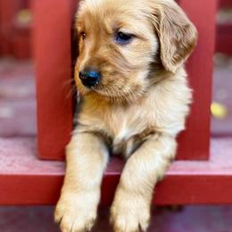 Golden Retriever Puppies from Rowan Retrievers