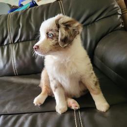 Dolly - Red merle female Miniature Australian Shepherd puppy in Willard, Missouri from Stoney Brook Aussies