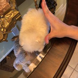 Pomeranian and Yorkshire Terrier Puppies from Dreaming Puppies