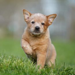 Australian Cattle Dog and Collie Puppies from Blackberry Hills