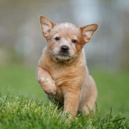 Australian Cattle Dog and Collie Puppies from Blackberry Hills