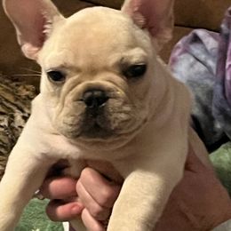 Bulldog and French Bulldog Puppies from Scott's Bulldogs