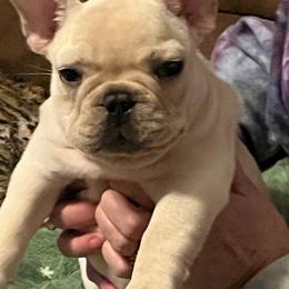 Bulldog and French Bulldog Puppies from Scott's Bulldogs